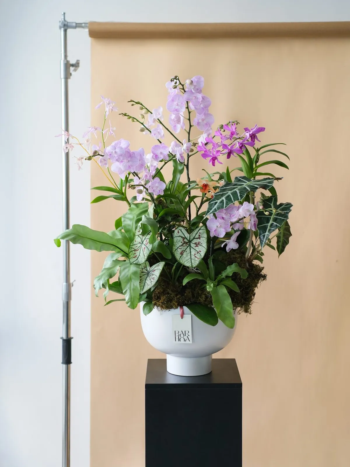 Vũ Điệu Lan Tím Thanh Cao — Lan Hồ Điệp, Lan Hồ Điệp mini, Tím