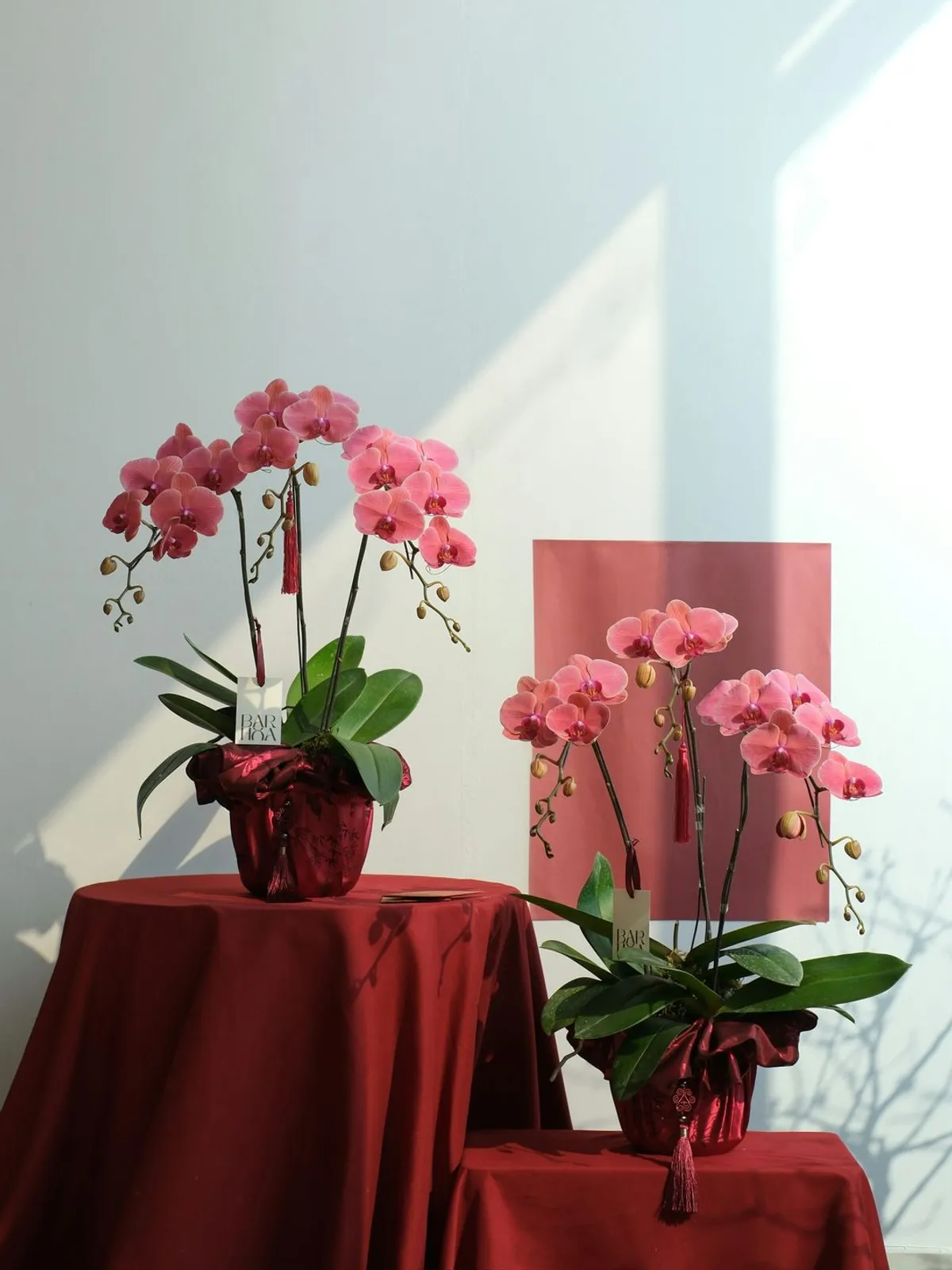 Lan Hồ Điệp Hồng An Khang — Lan Hồ Điệp, Hồng, Đỏ (ảnh 3)