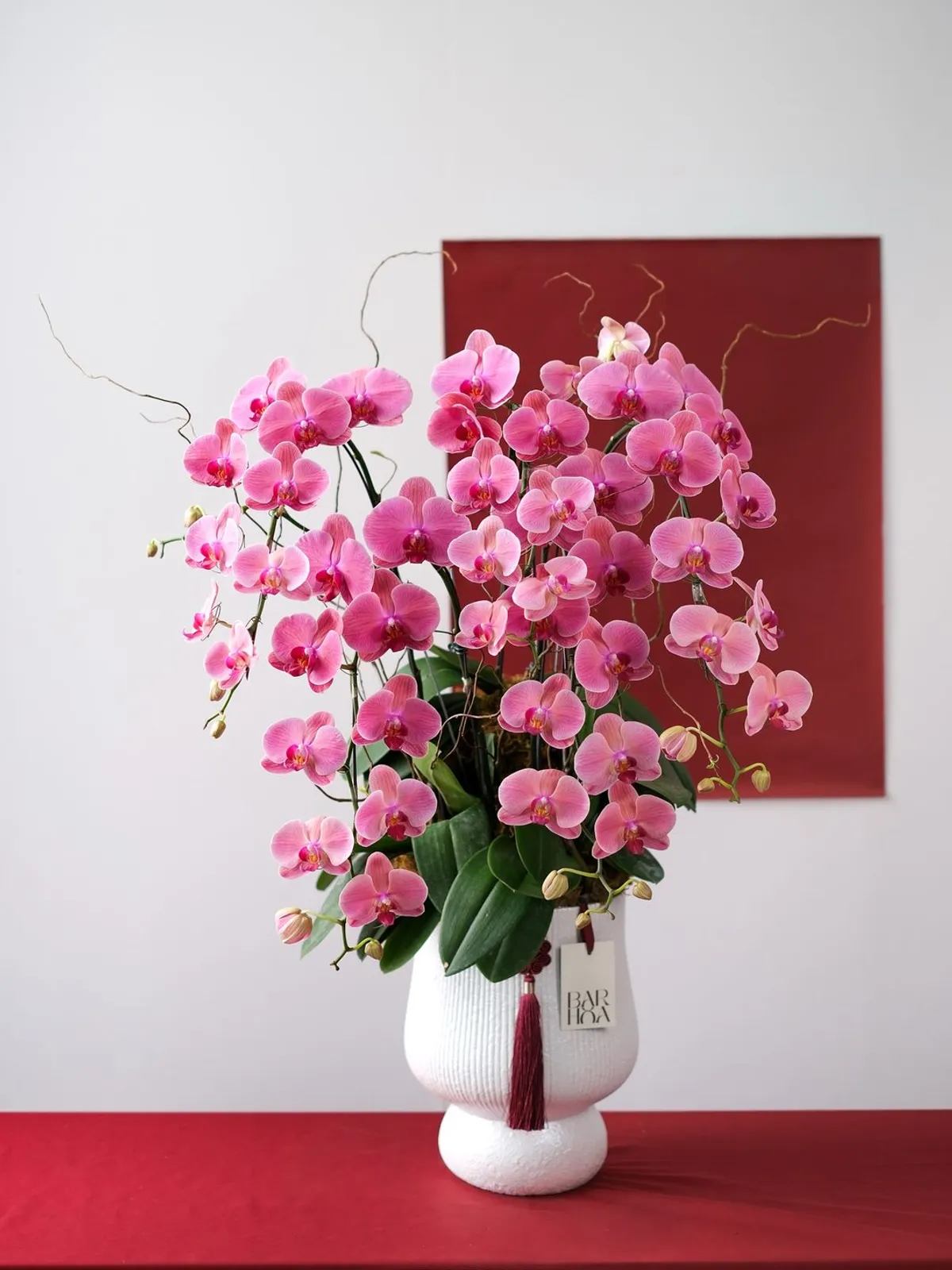 Lan Hồ Điệp Hồng An Khang — Lan Hồ Điệp, Hồng, Đỏ