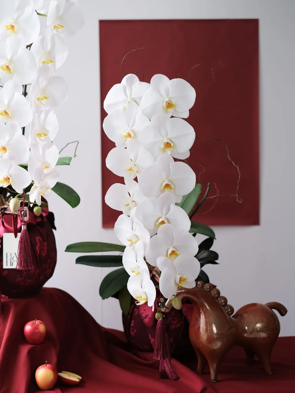 Thanh Khiết Lan Hồ Điệp — Lan Hồ Điệp, Trắng, Đỏ