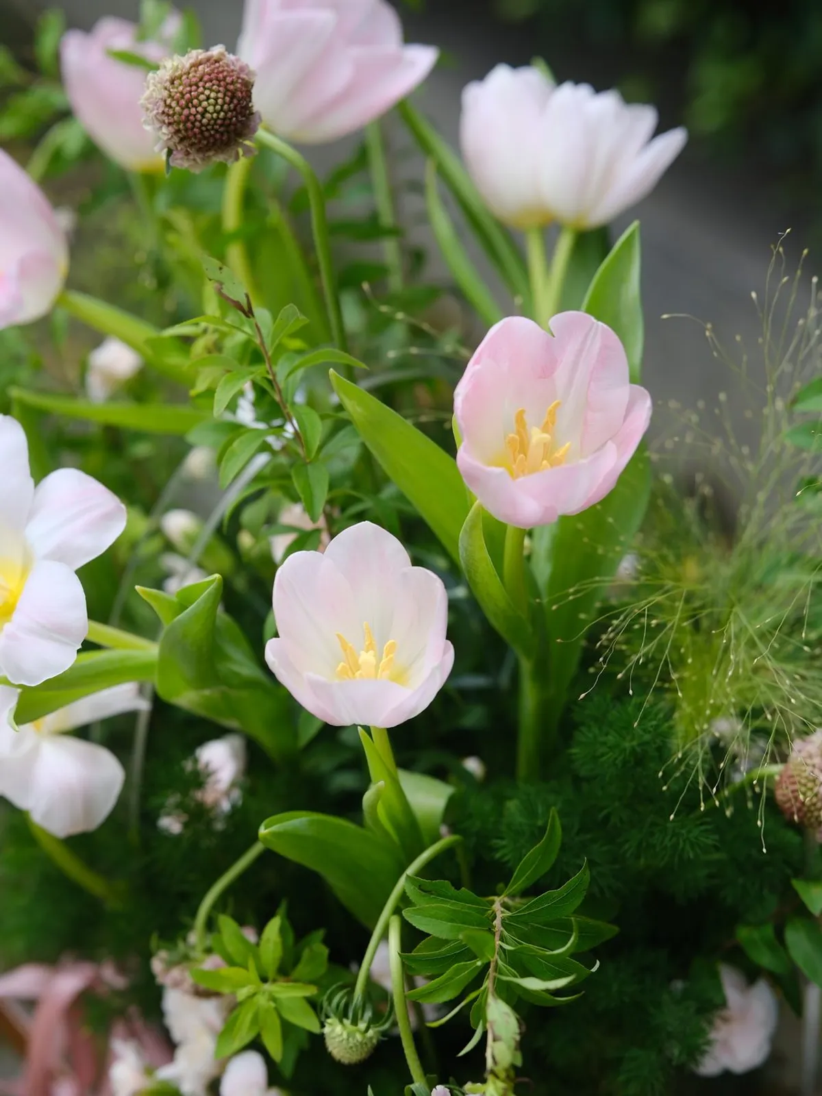 Trưng Bày Hoa Tulip: Những Điều Cần Biết Để Không Gian Thêm Nét Duyên — ảnh minh hoạ 2