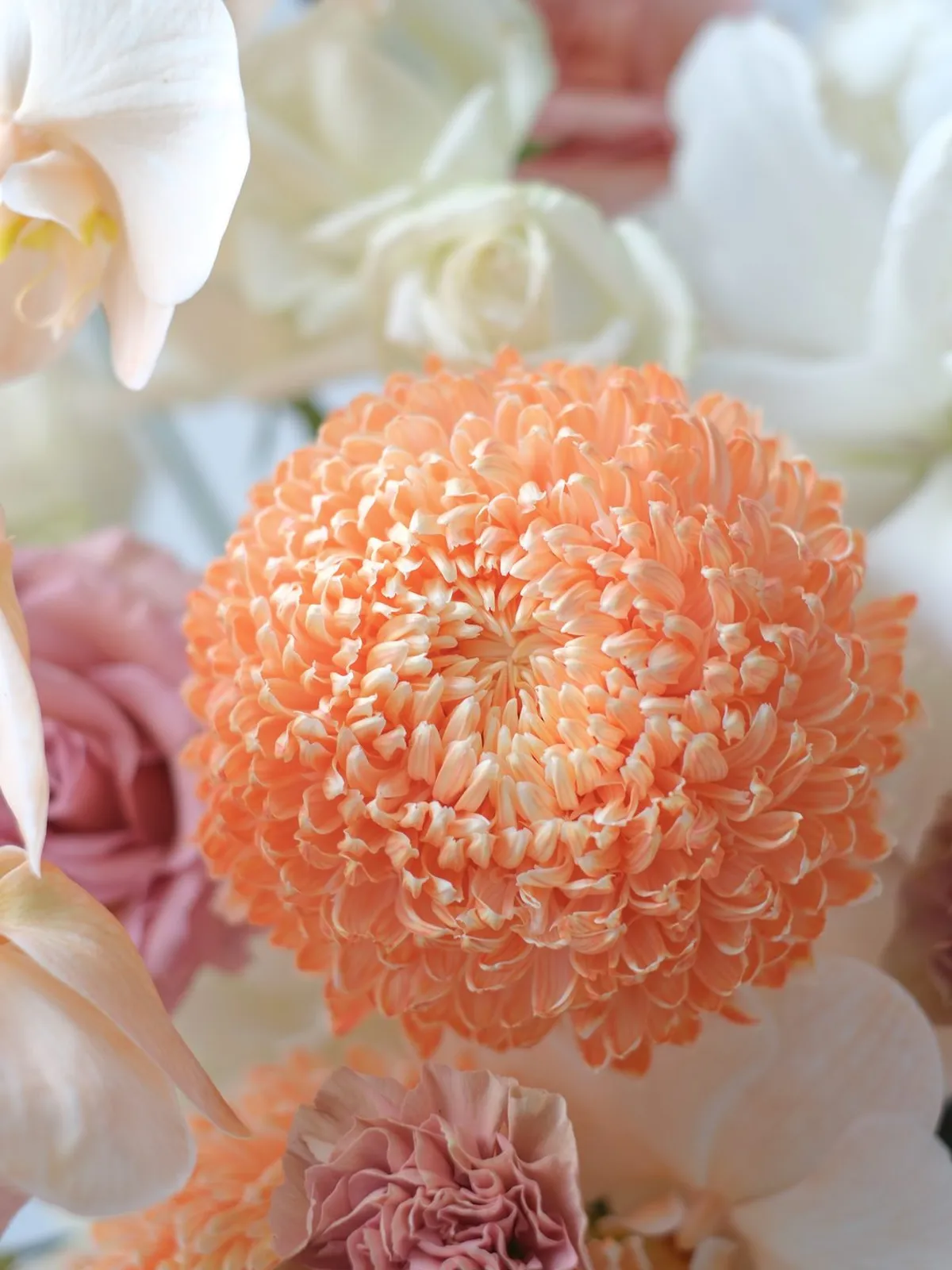 Cẩm Tú Cầu Cho Dịp Chúc Mừng & Khai Trương: Giải Đáp Những Thắc Mắc Thường Gặp — ảnh minh hoạ 4