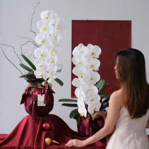 chậu lan hồ điệp trắng size l