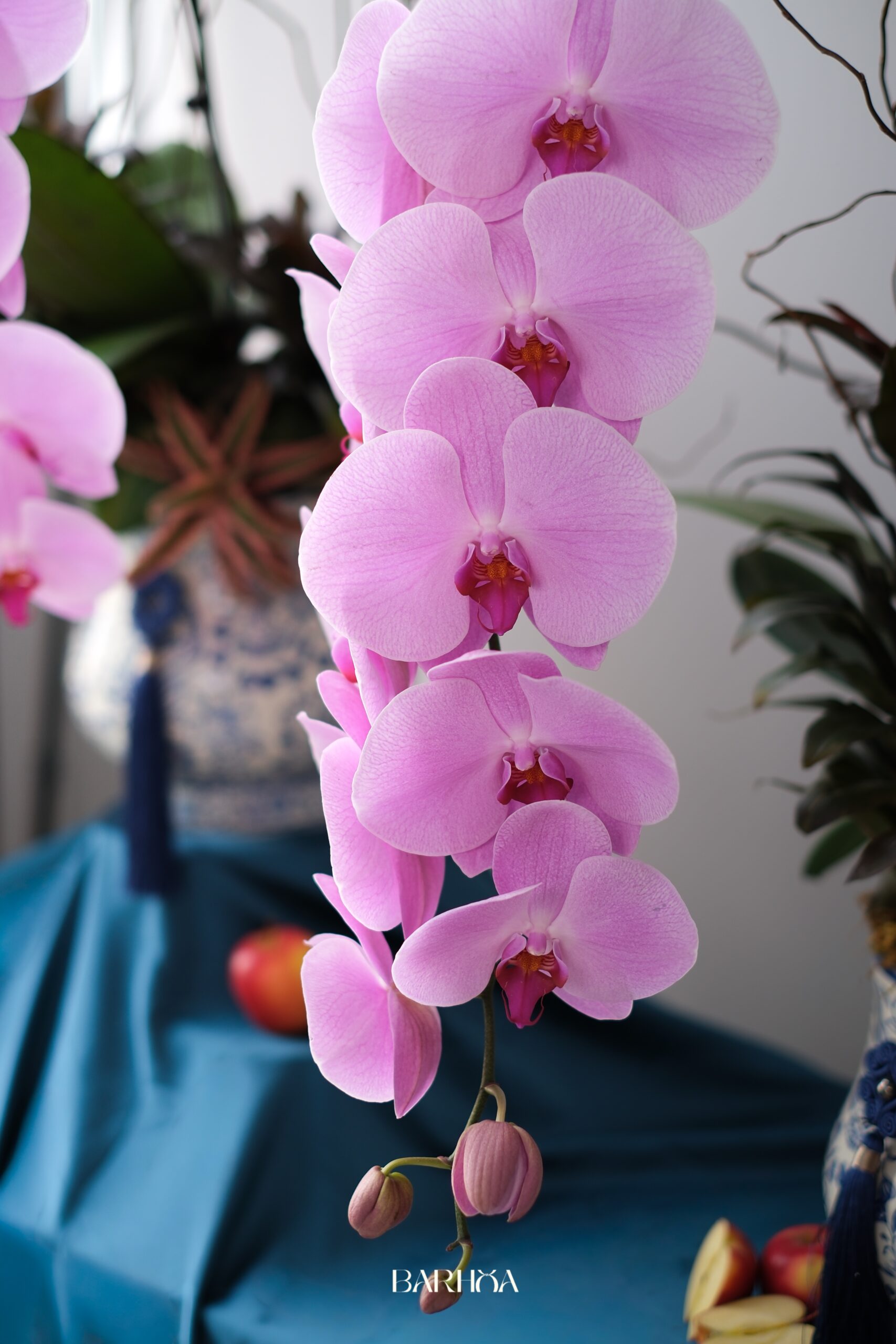 chậu lan hồ điệp hồng Đơn chậu lan hồ điệp hồng Đơn