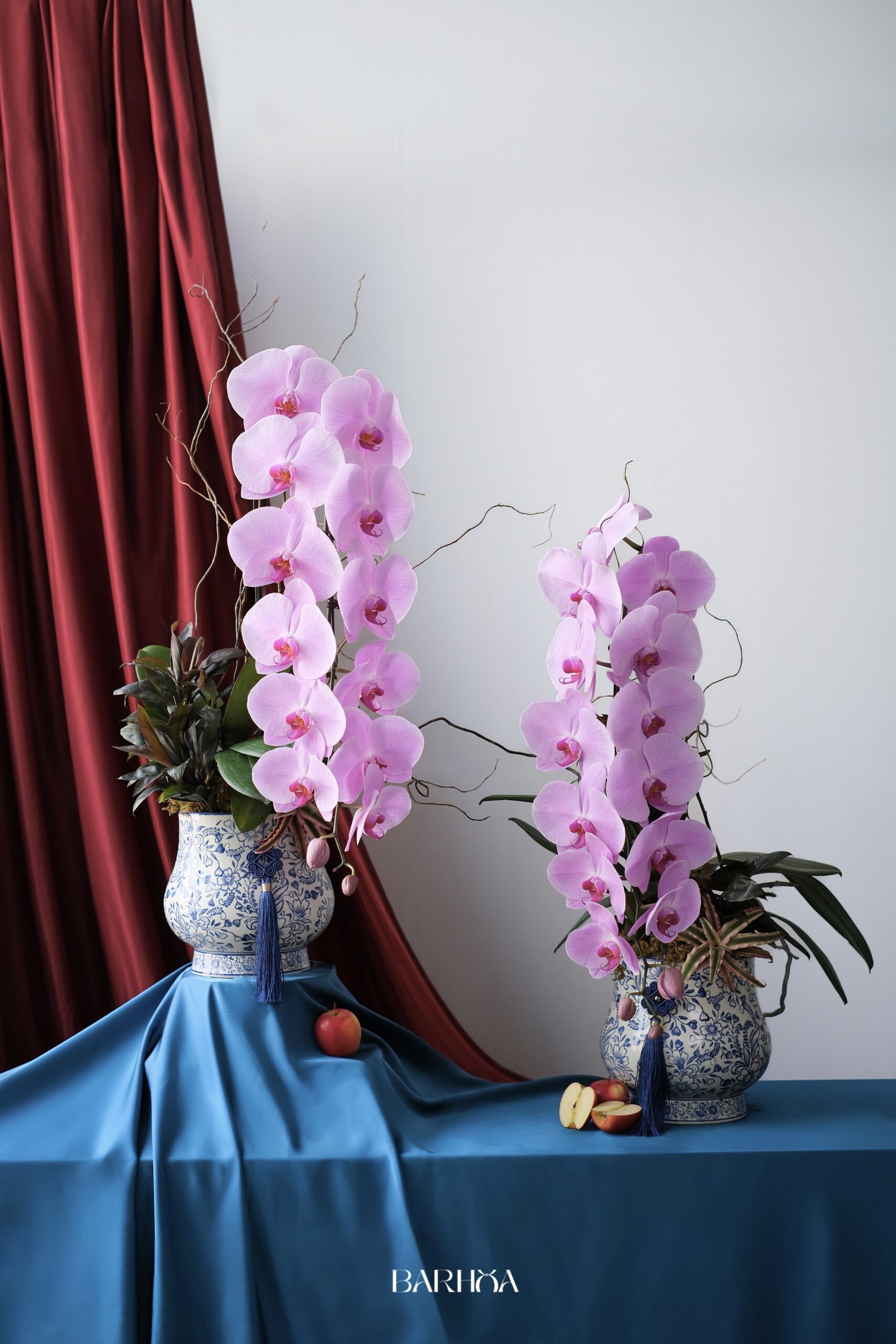 chậu lan hồ điệp hồng Đơn chậu lan hồ điệp hồng Đơn