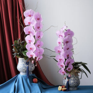 chậu lan hồ điệp hồng Đơn