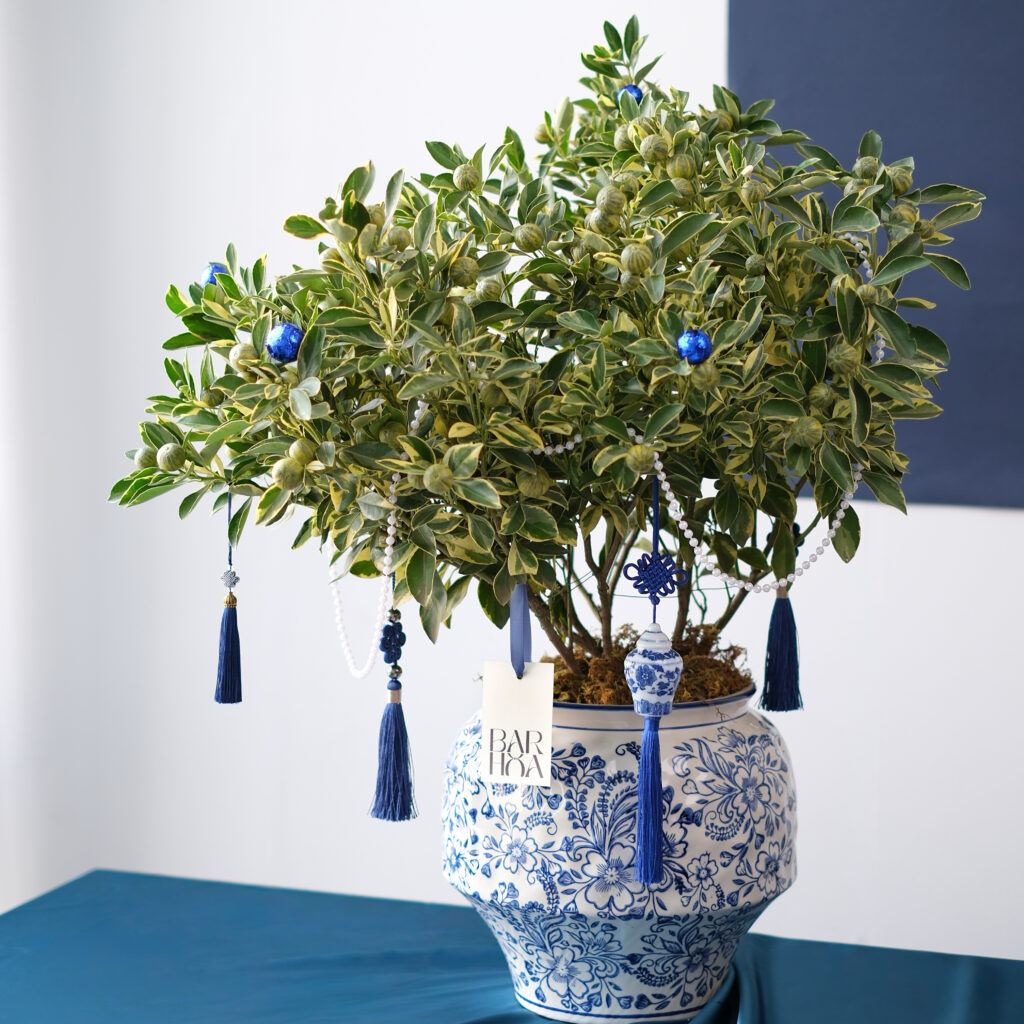 chậu kim quất cẩm thạch xanh