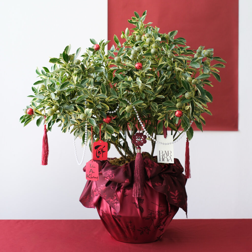 chậu kim quất cẩm thạch xanh (sao chép)