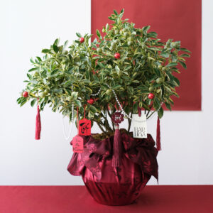 chậu kim quất cẩm thạch xanh (sao chép)