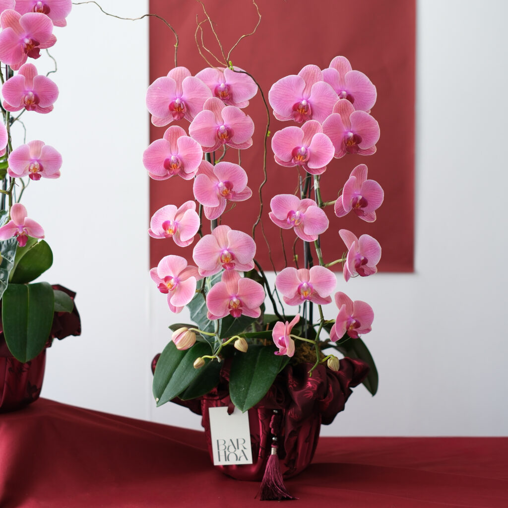 chậu lan hồ điệp hồng Đôi