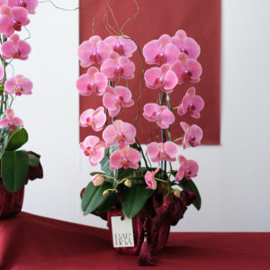 chậu lan hồ điệp hồng Đôi