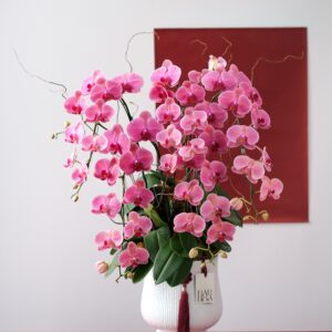 chậu lan hồ điệp hồng ba cây