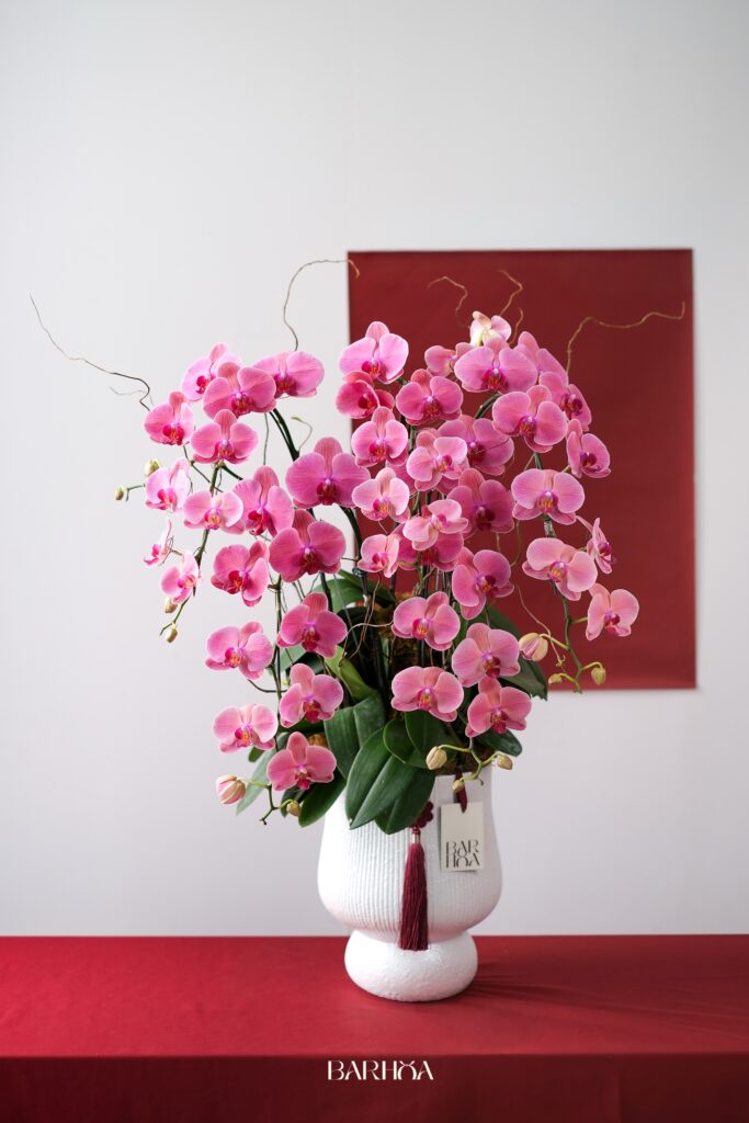 chậu lan hồ điệp hồng ba cây