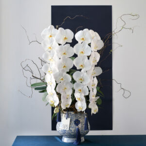 chậu lan hồ điệp trắng Đơn (sao chép)